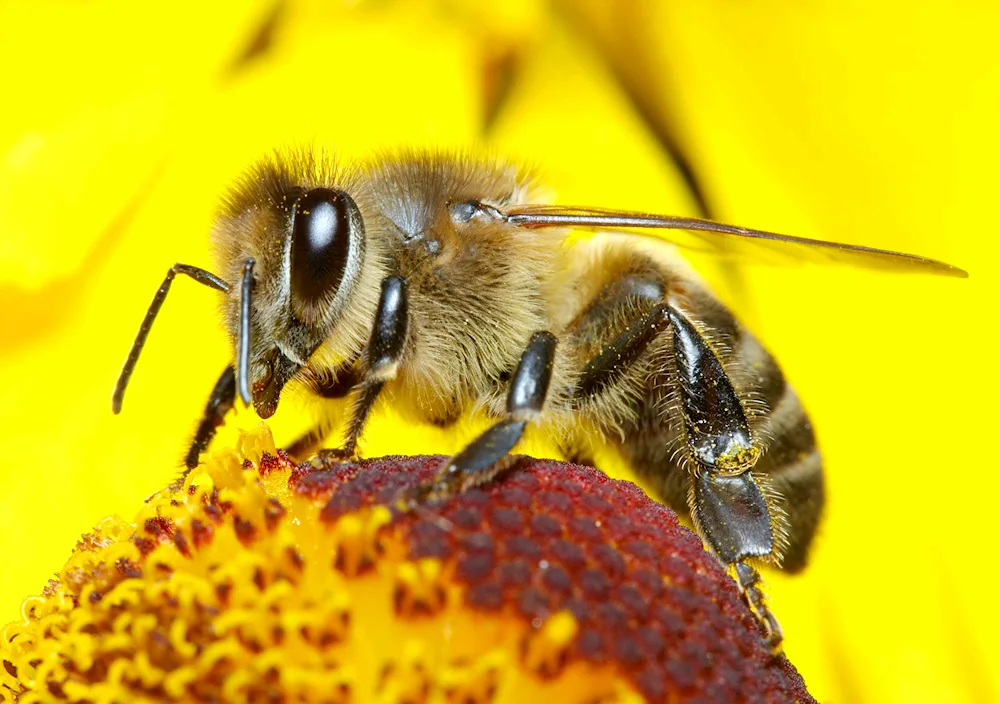 Honeybee swarms