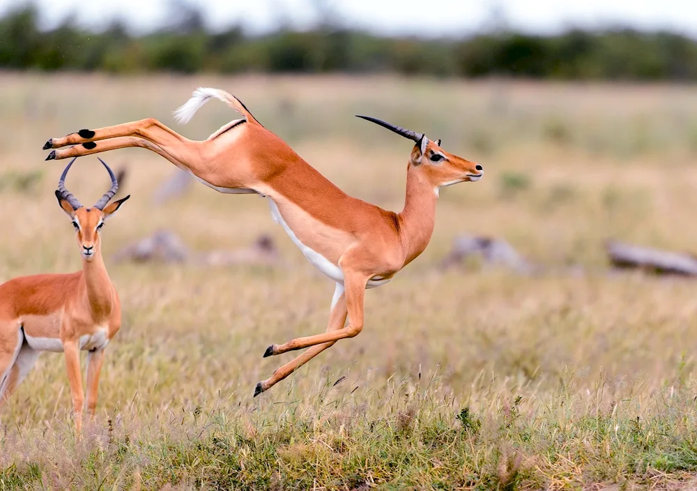 Antelope gazelle