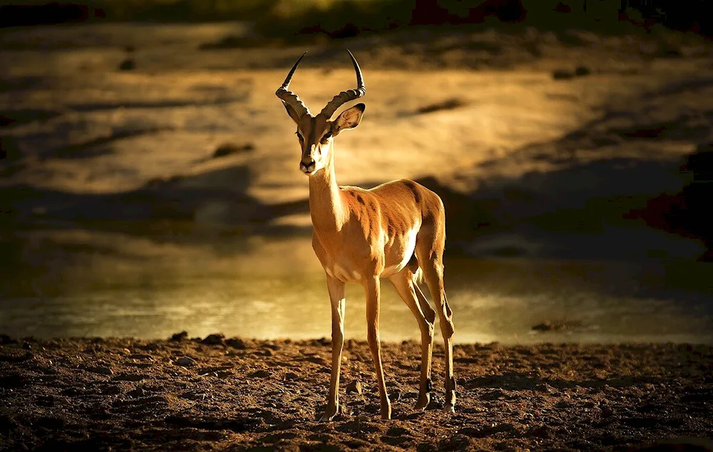 African antelope Impala