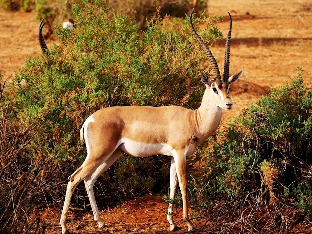 Antilope Jeyran