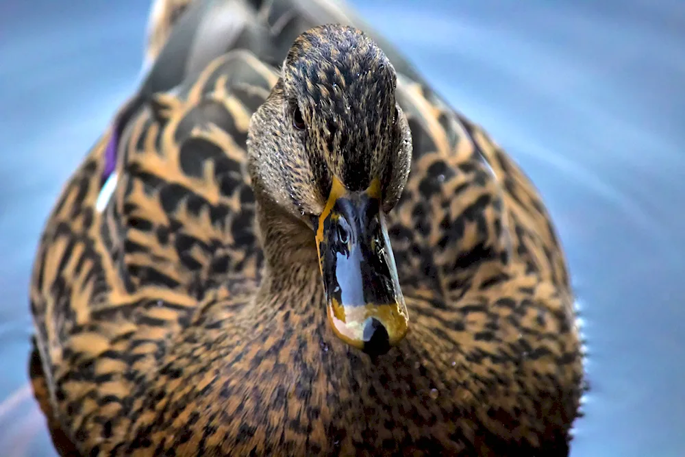 African black mallard