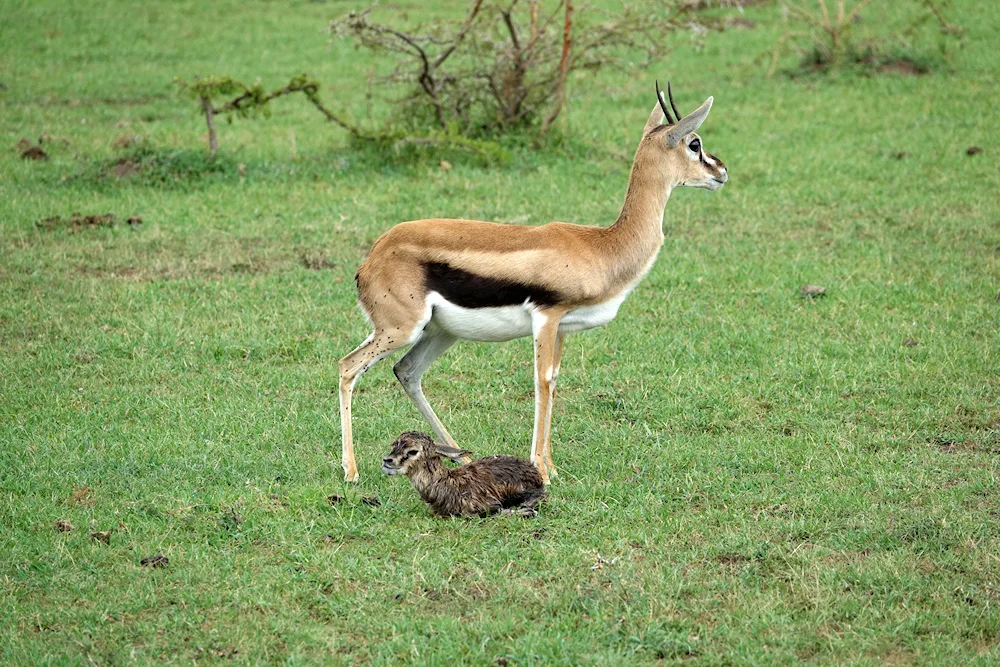 Antelopes of the Serengeti