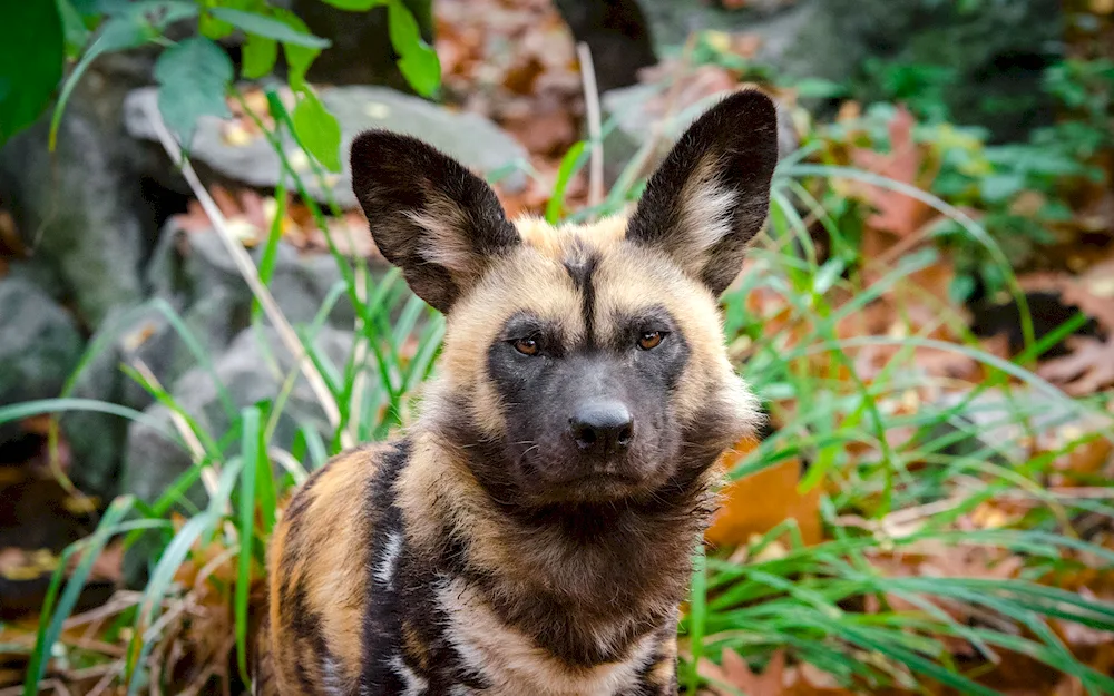 African hyena dog