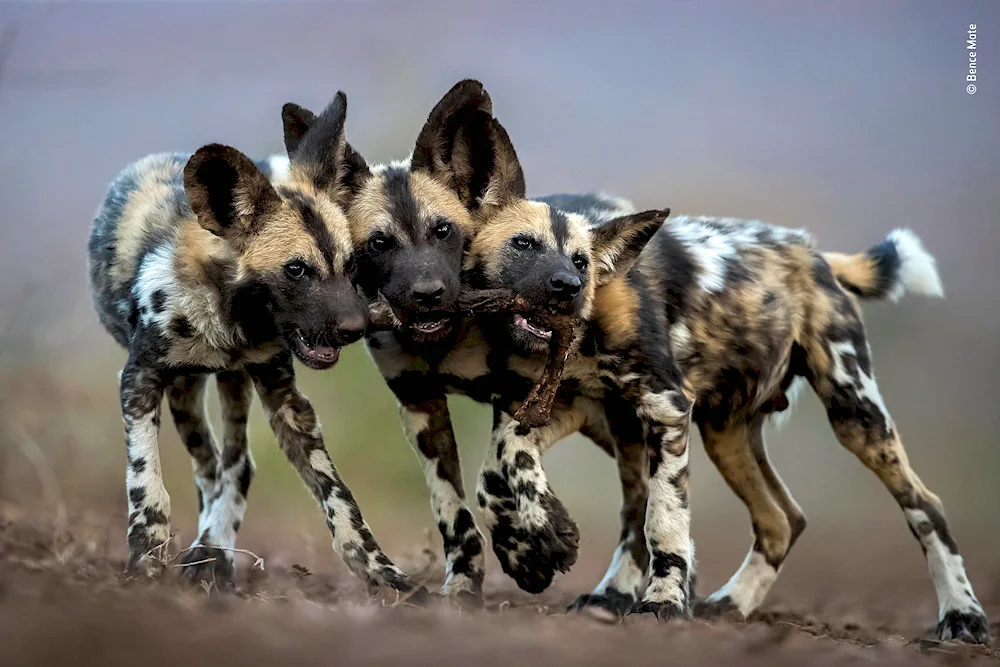 Belarusian sheepdog