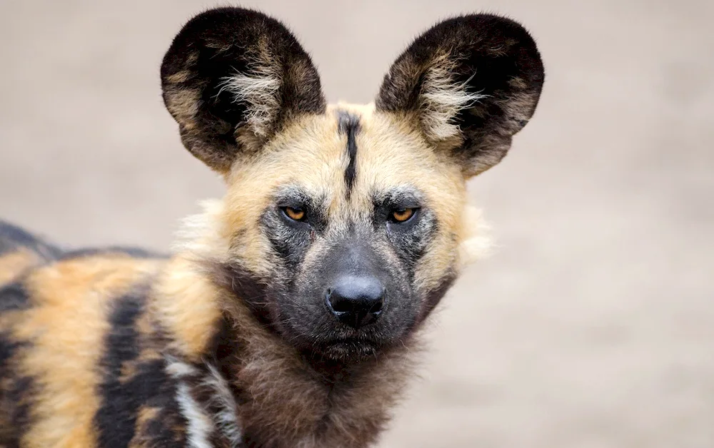 African hyena dog