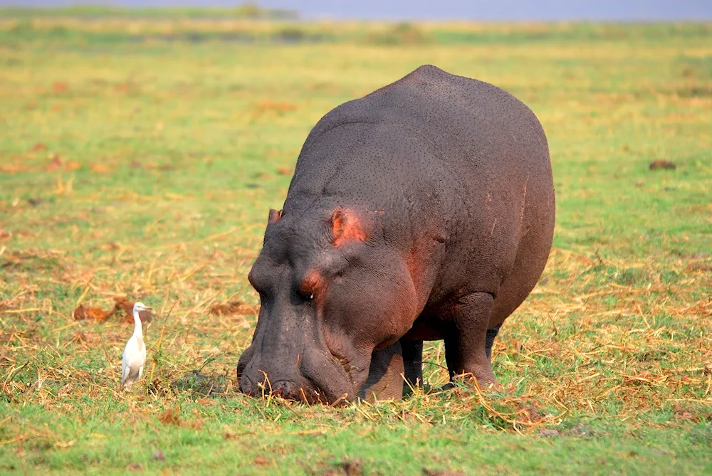 African elephant. Savannah Hippopotamus