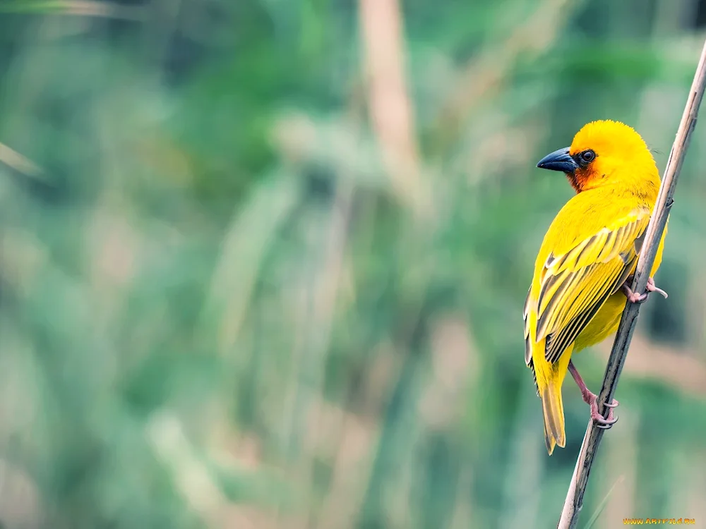 Tanager warbler