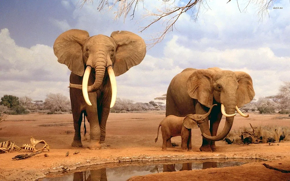Elephants