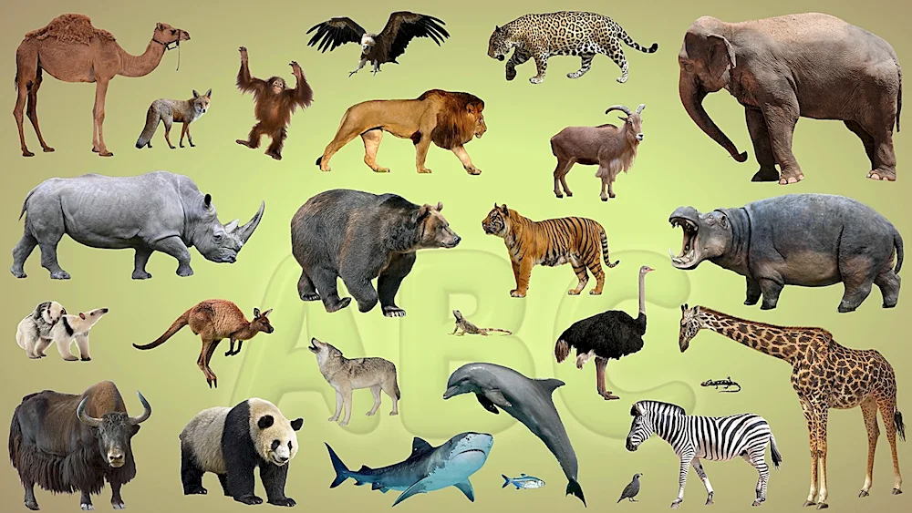 African Animals