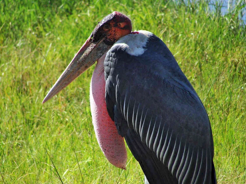 African Stork African Marabou