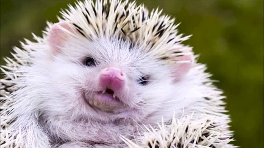 Big hedgehog