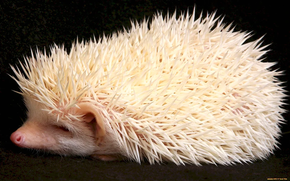 African pygmy albino hedgehog