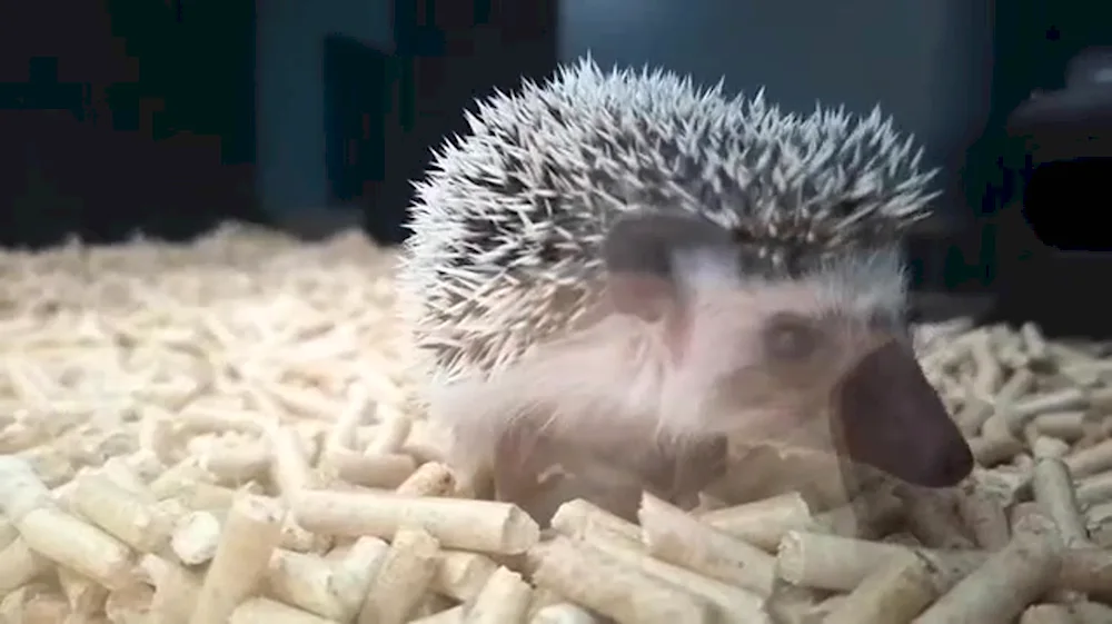 Nelson's hedgehog