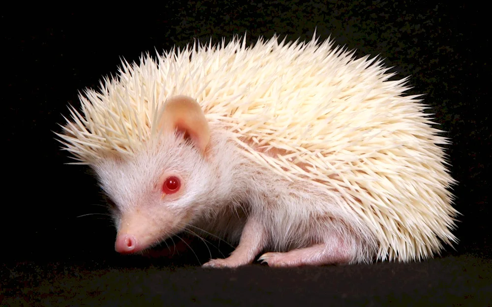 Albino hedgehog