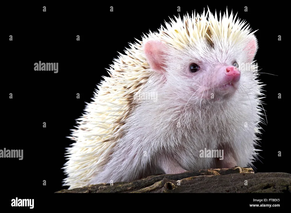 Hedgehog