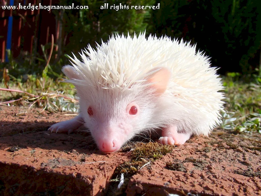 Little Bald Hedgehog