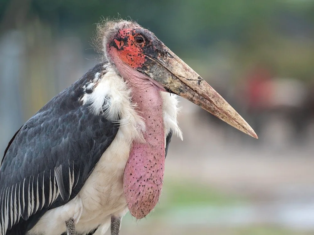 African Marabou