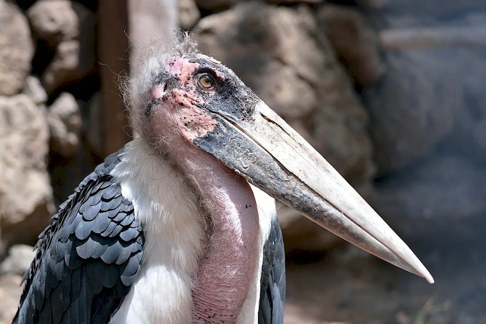 African Marabou