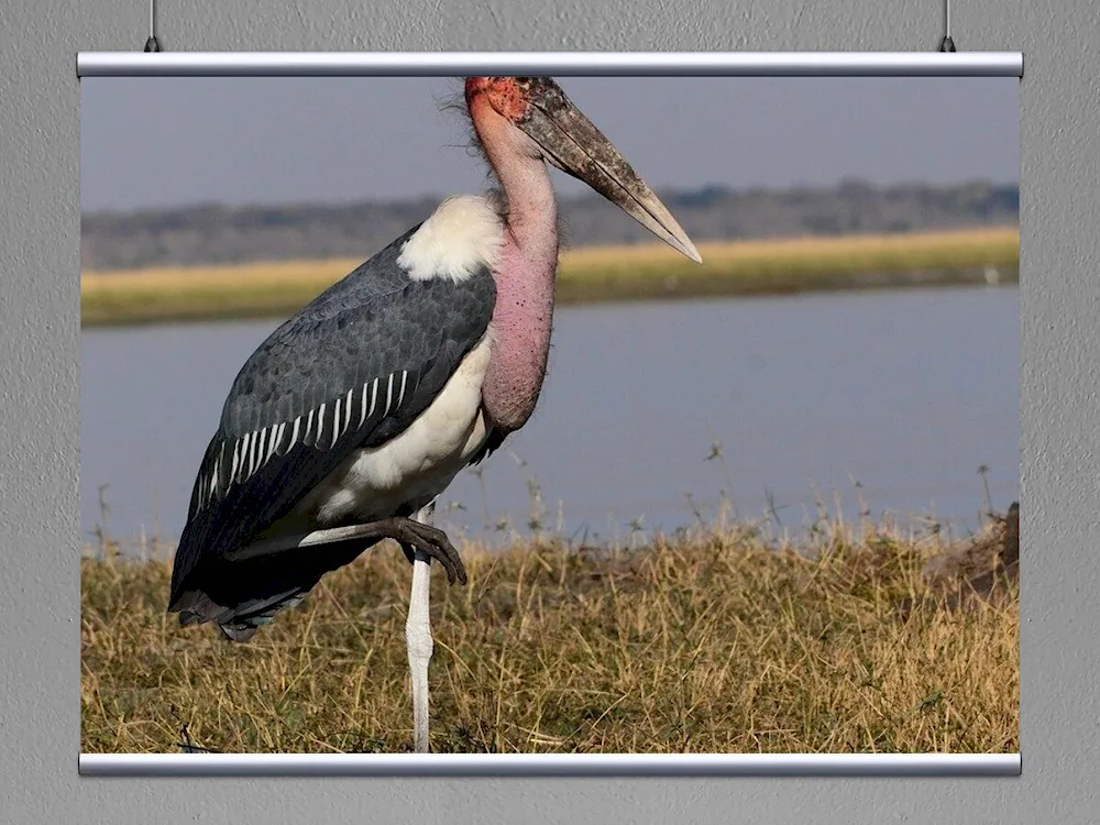 African Stork Marabu