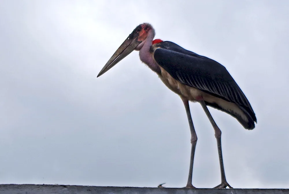 African Marabu