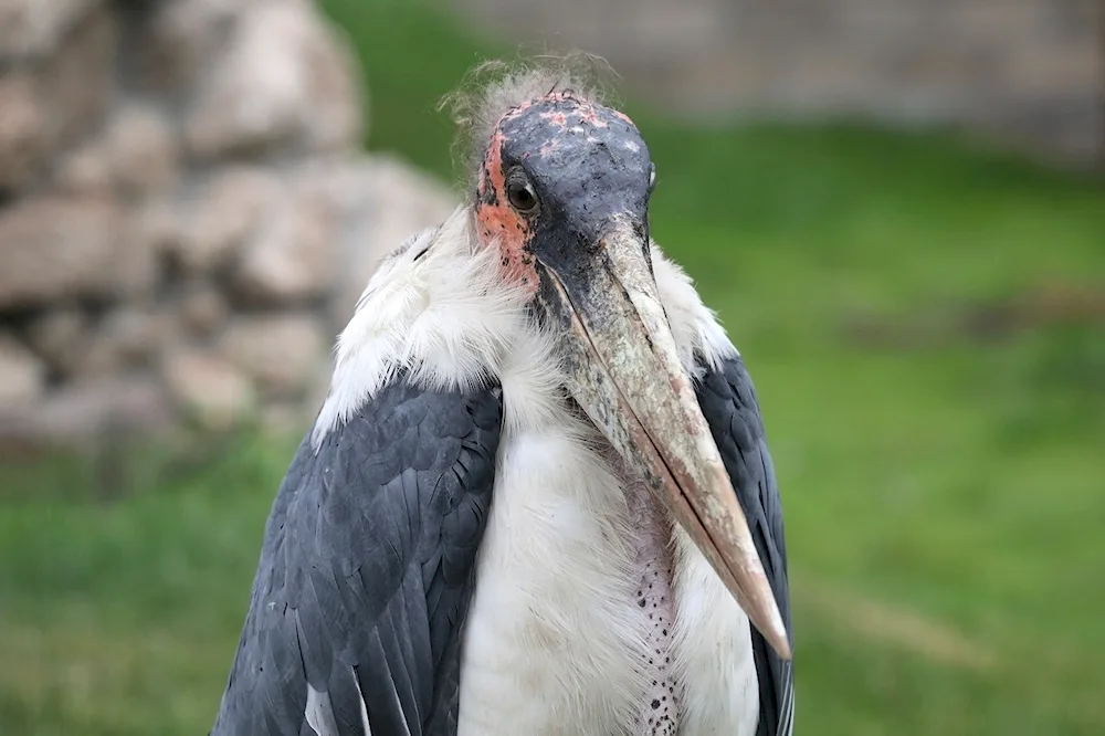 African Marabu