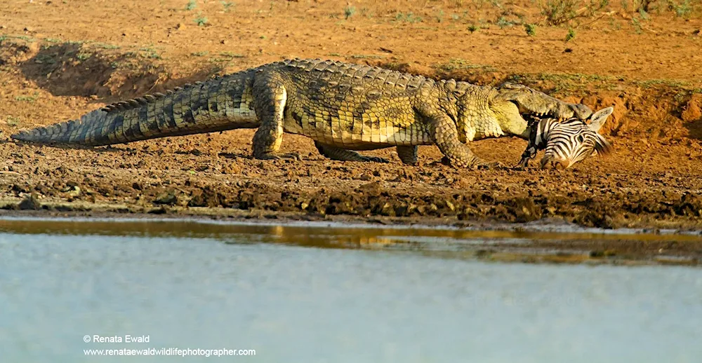 African Nile crocodile