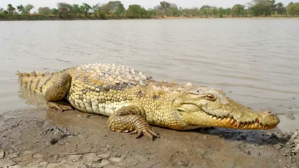 Nile crocodile