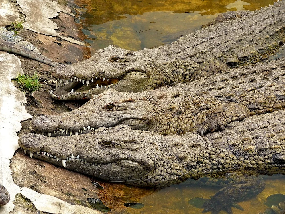 Nile and crested crocodile