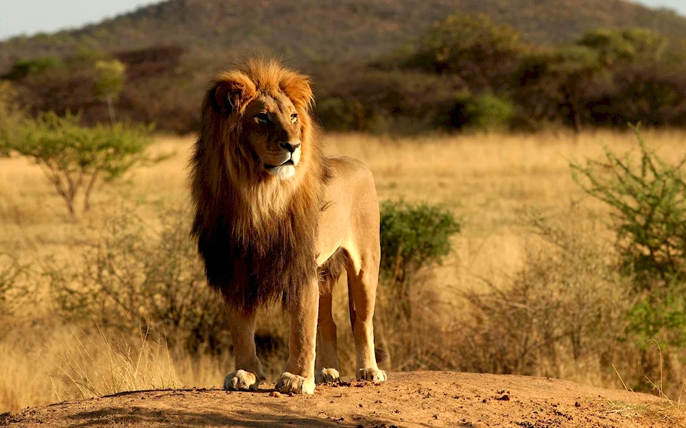 African Savannah Lion