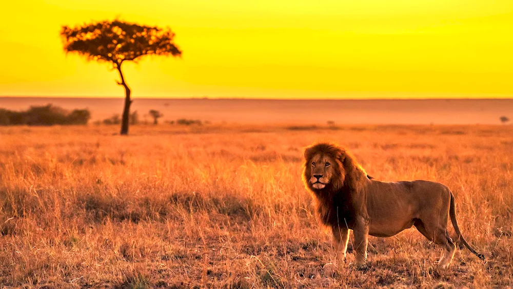 African Savannah Lion