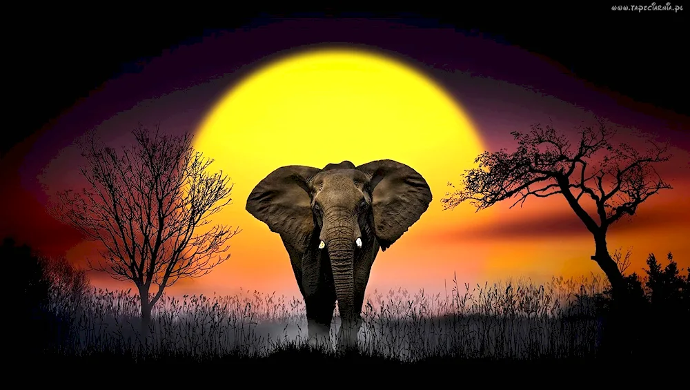 Africa. savannah elephant