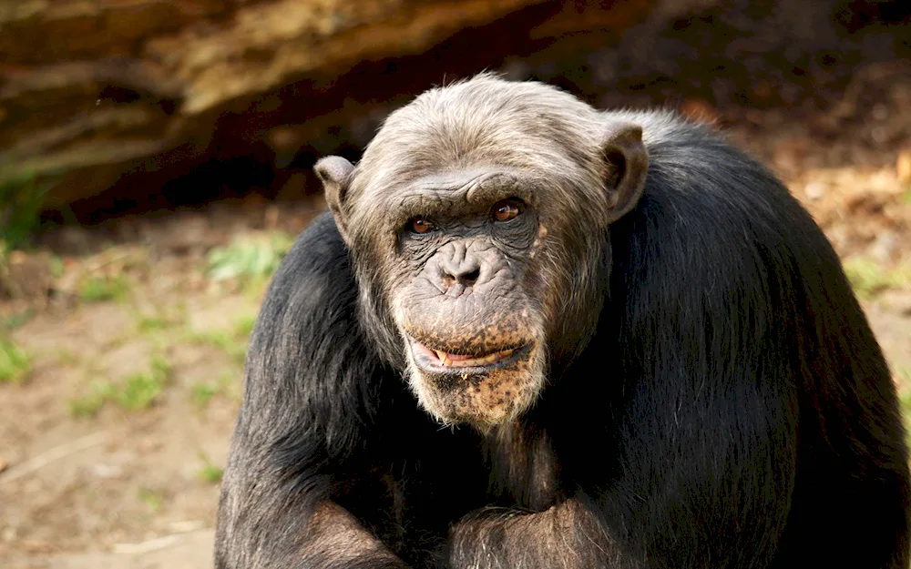 African chimpanzee