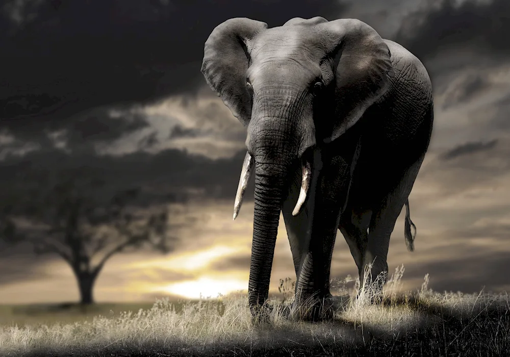 African elephant