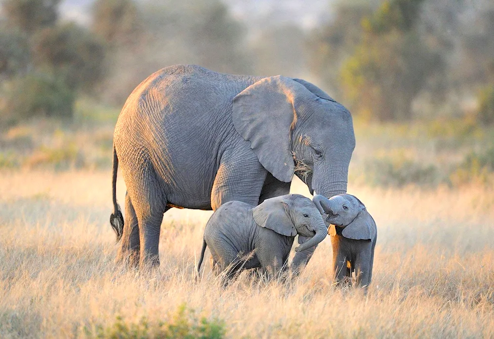 African elephant trunked animals