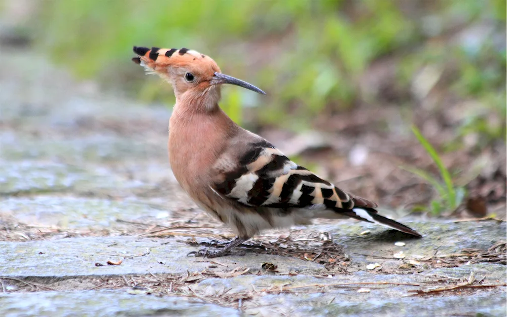 African hoopoe