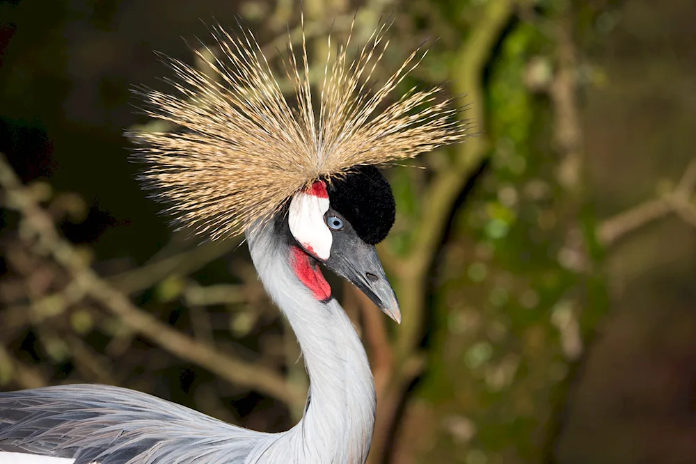 African crowned crane