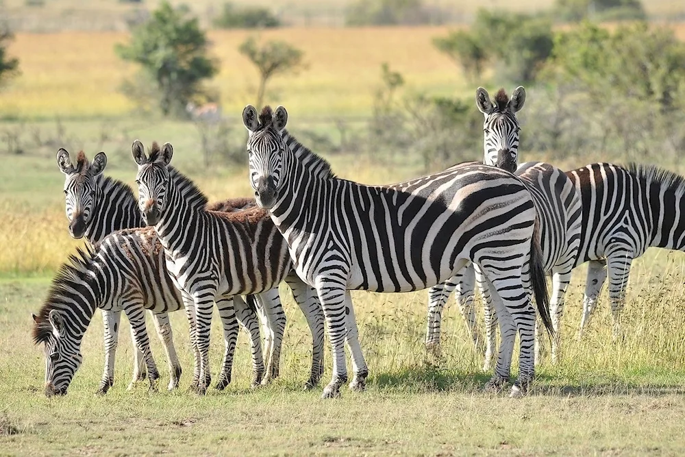 African Zebra in the Savannah