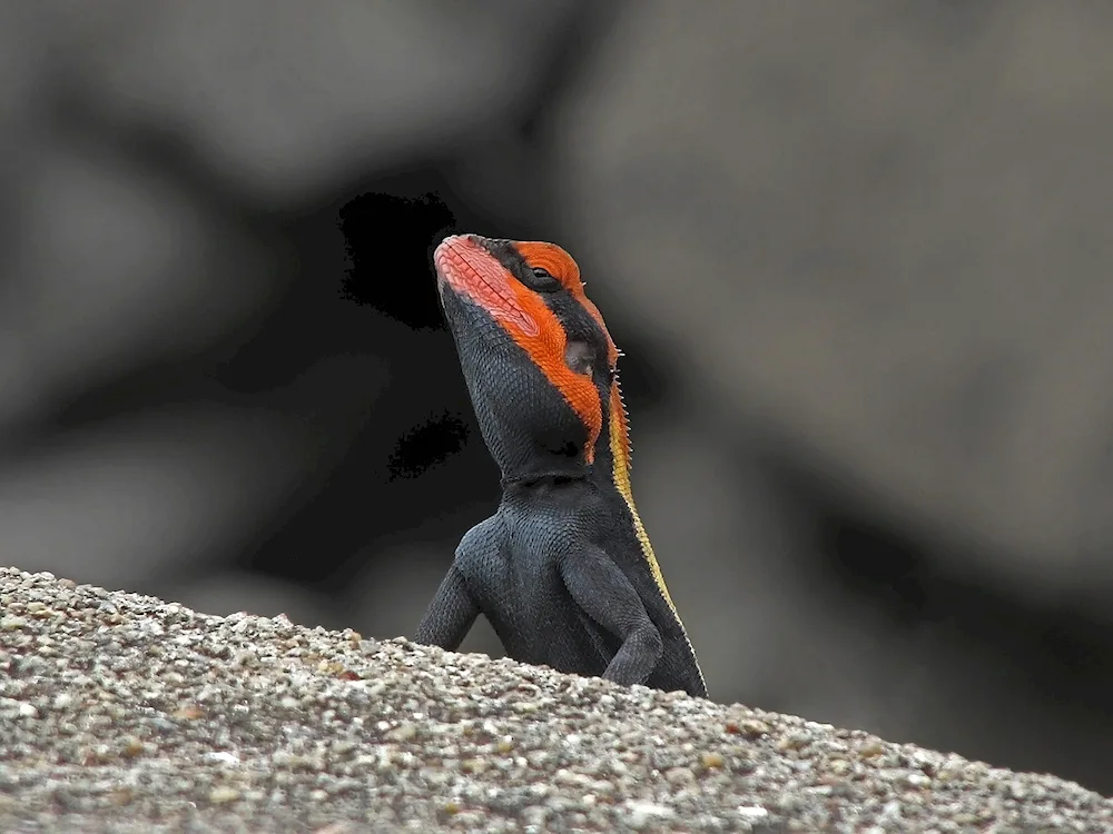 Agama lizard