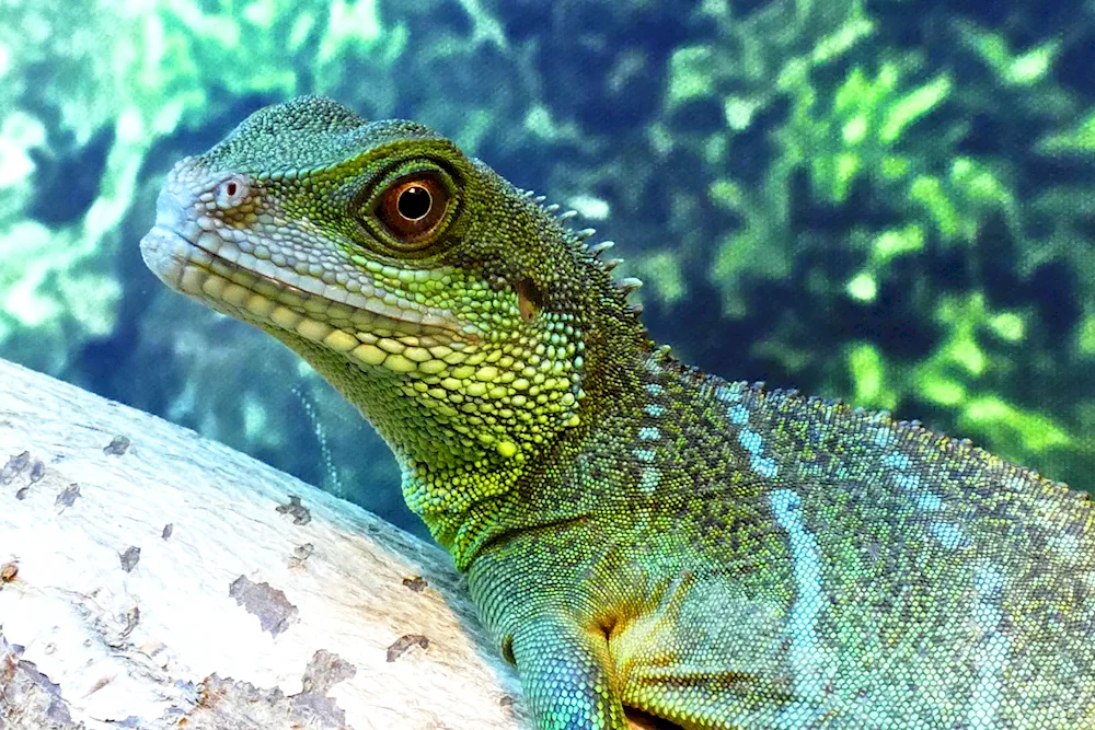 Varan gecko iguana
