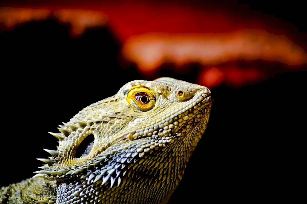 Bearded agama dragon