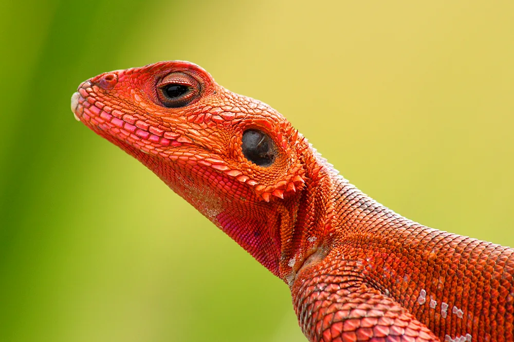 Agama orange lizard