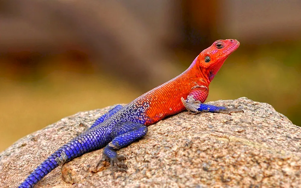 Mwanza agama