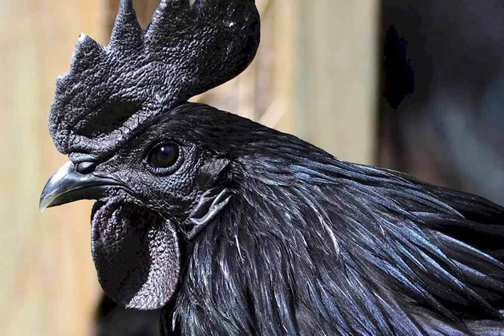 Panzarovo black hen