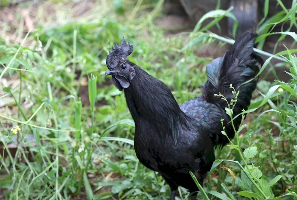 Australorp marbled