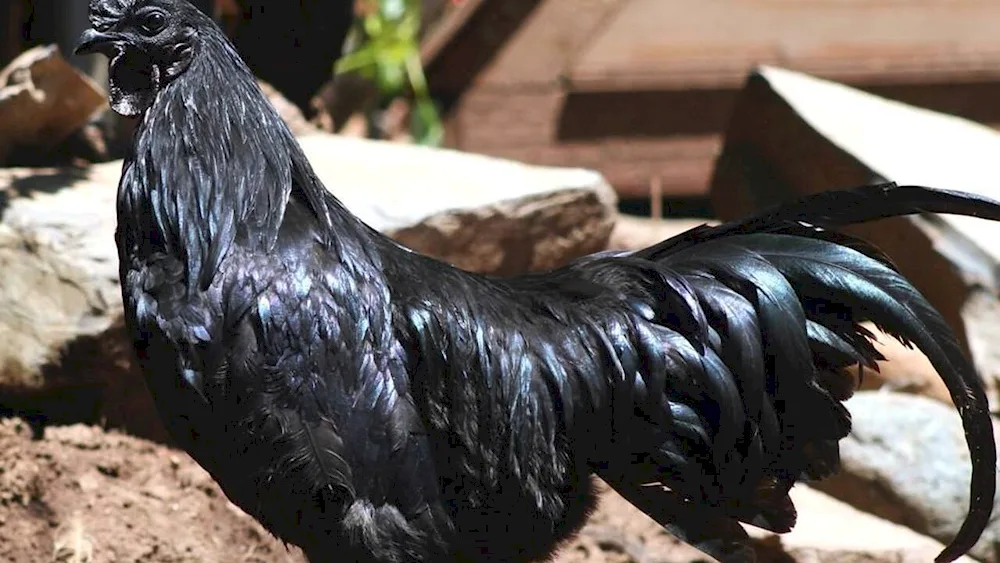 Ayam Cemani