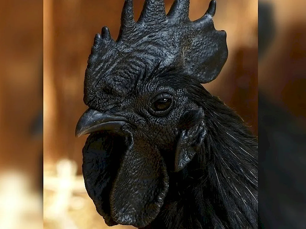 Ayam Cemani