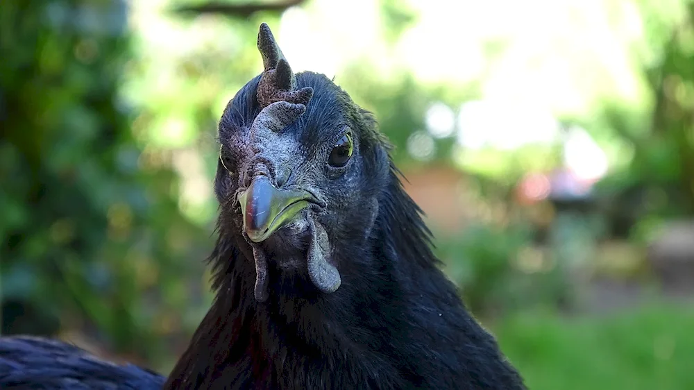 Ayam Tsemani