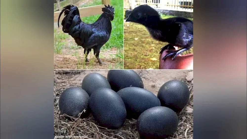 Australorp Marbled