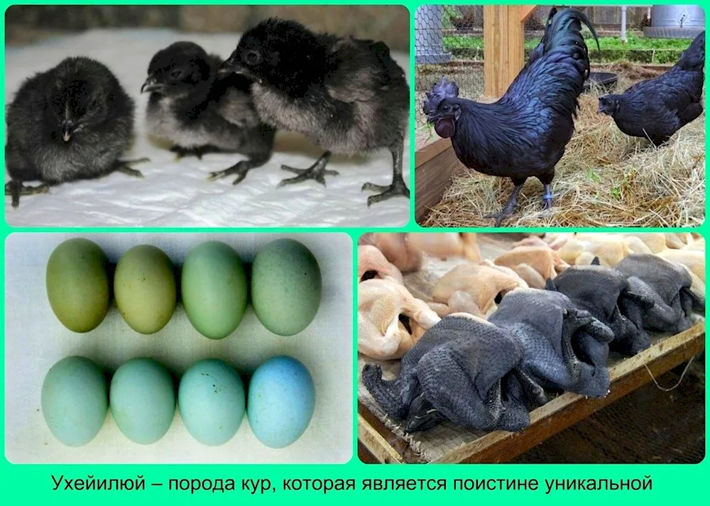 Chickens Siberian Shagbark