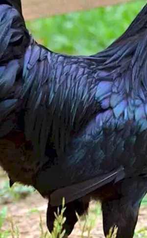 Ayam Tsemani chickens